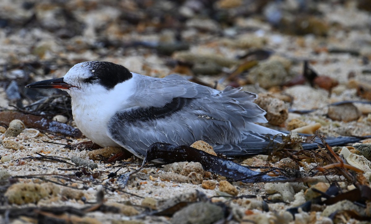 Common Tern - ML646636260