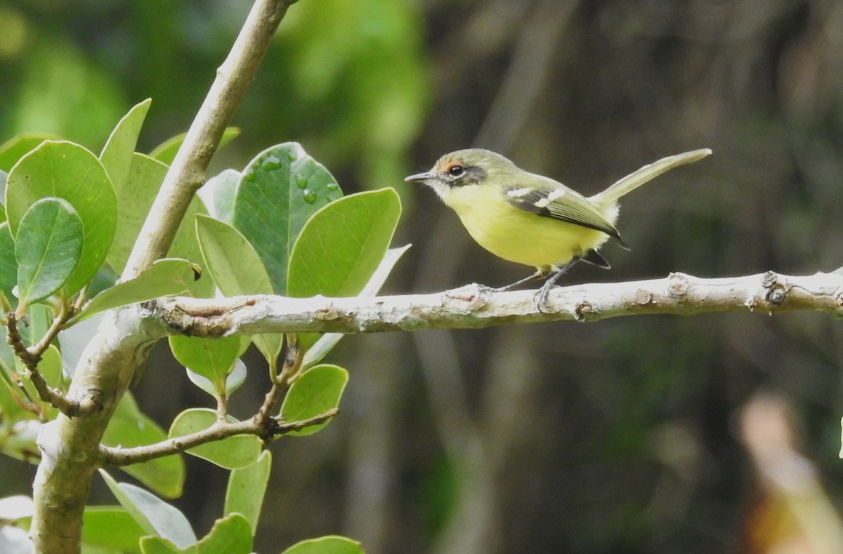Tyranneau masqué - ML646636261