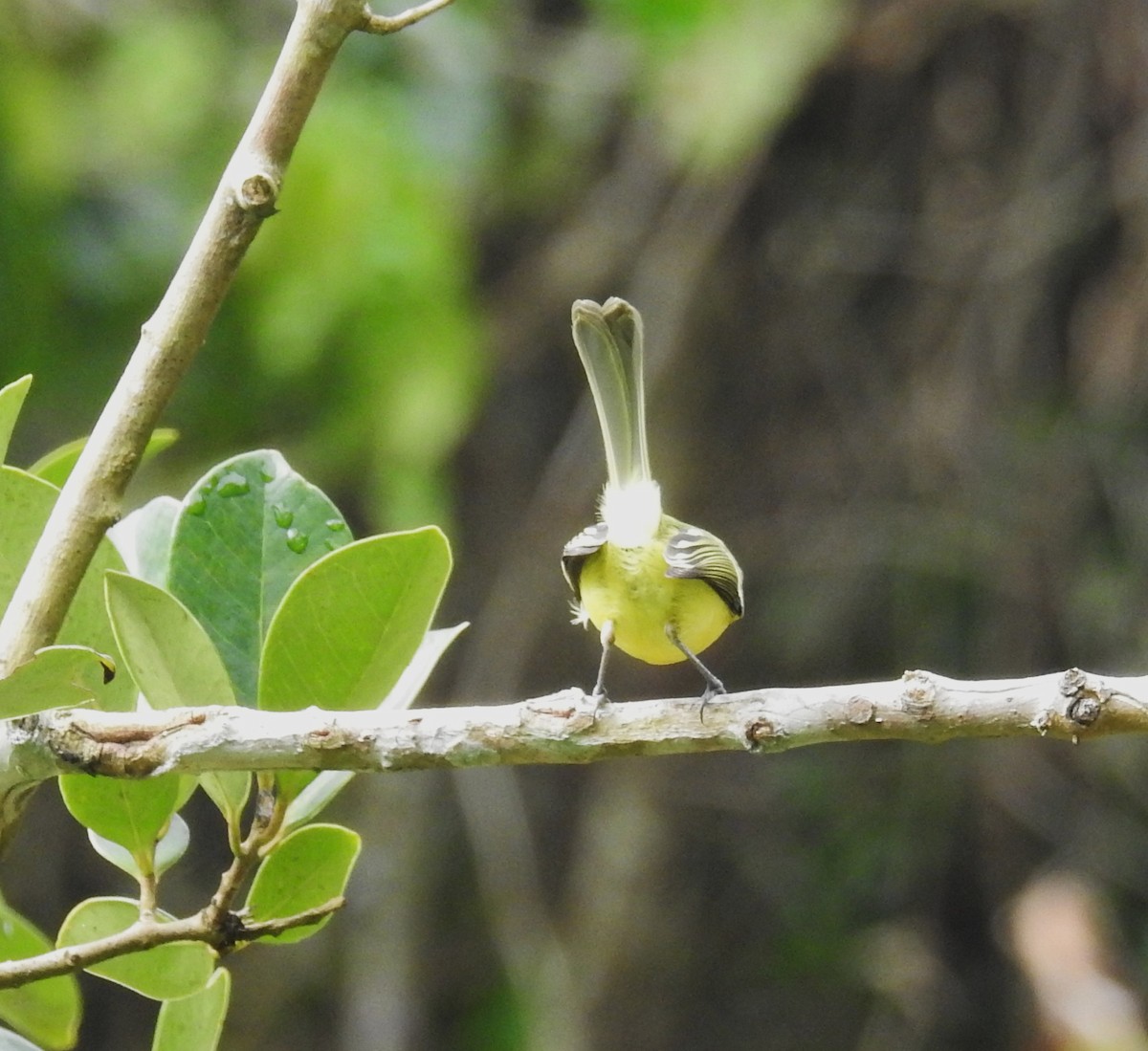 Tyranneau masqué - ML646636262