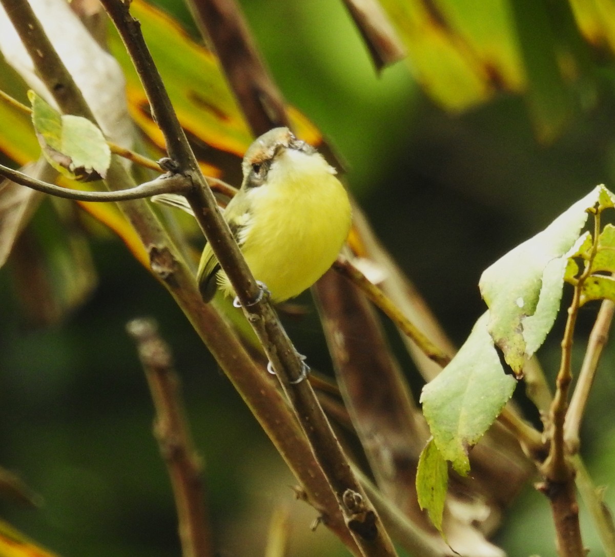 Tyranneau masqué - ML646636263