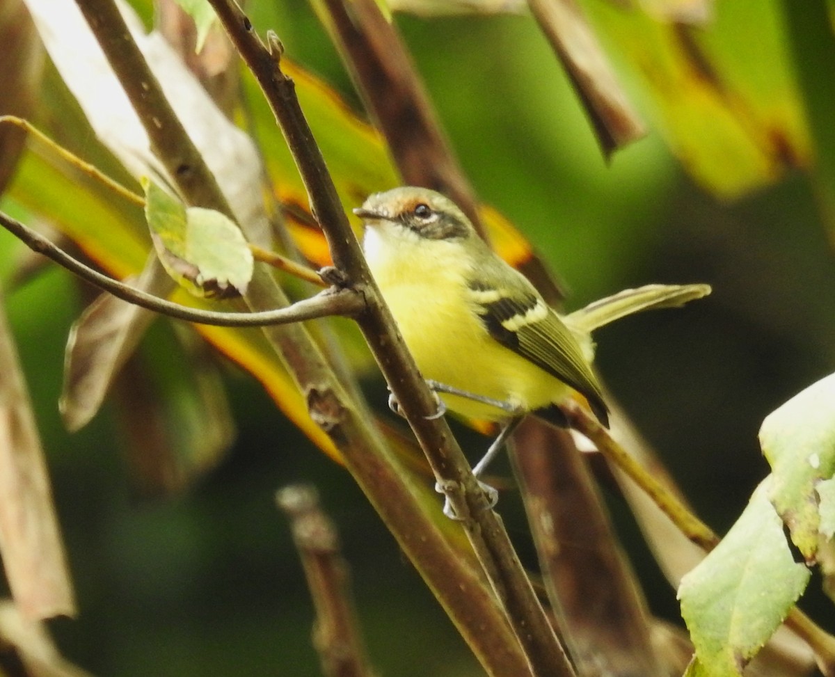 Tyranneau masqué - ML646636264