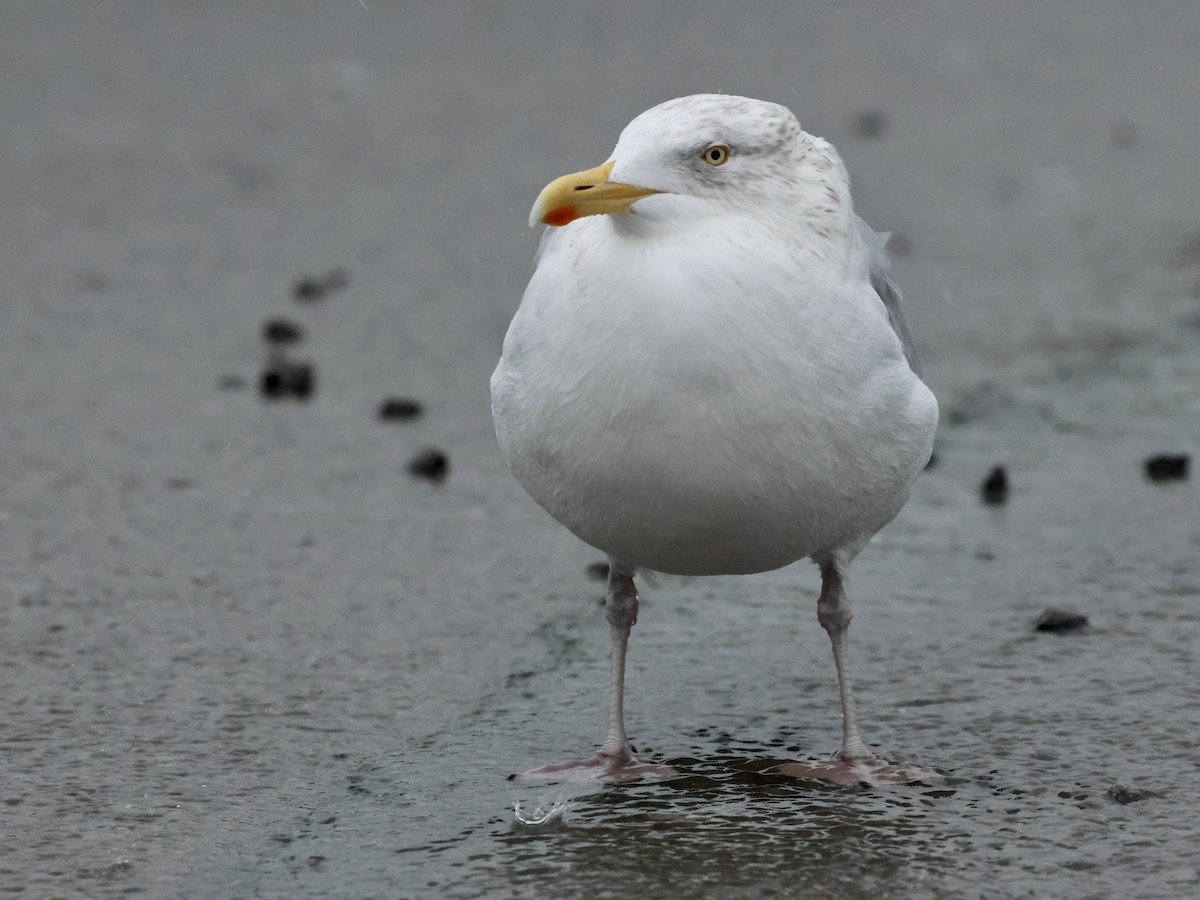 Gaviota Argéntea Europea - ML646636265