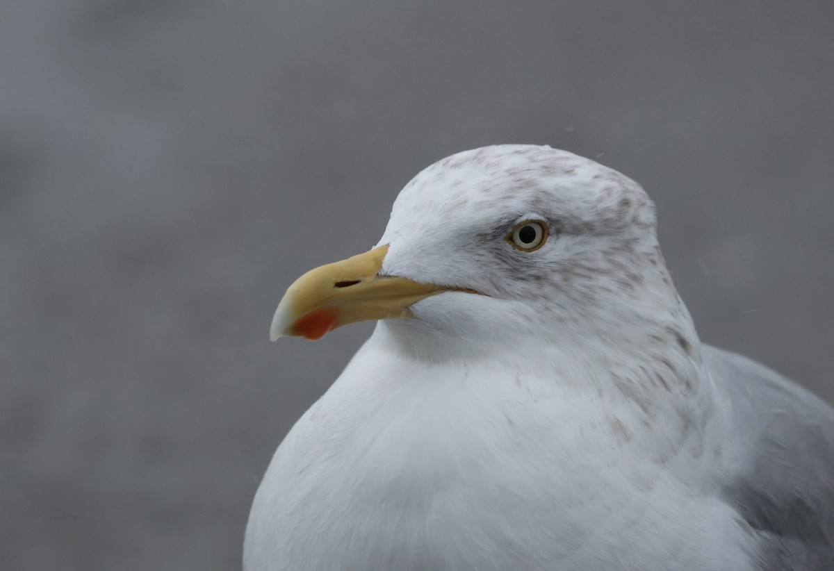 Gaviota Argéntea Europea - ML646636266