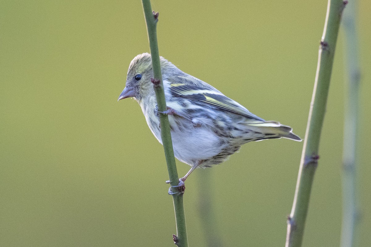 Eurasian Siskin - ML646636269