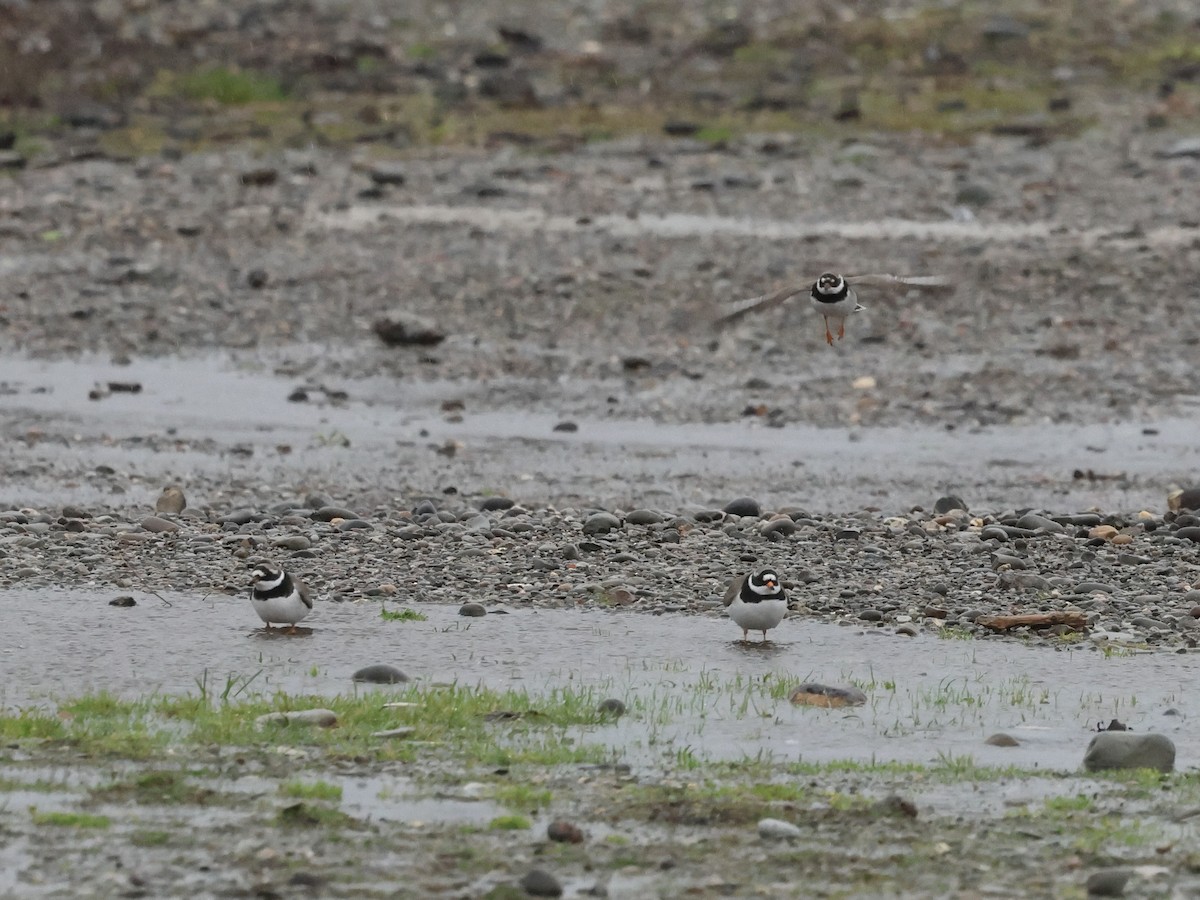 Chorlitejo Grande - ML646636271