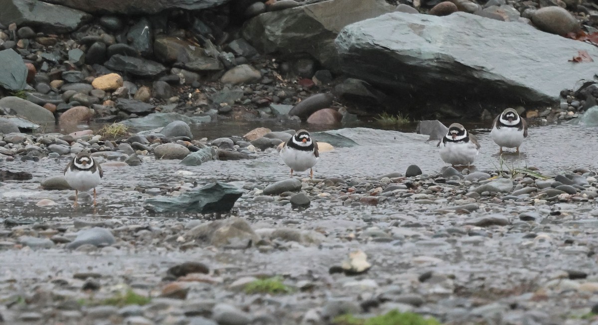 Chorlitejo Grande - ML646636272