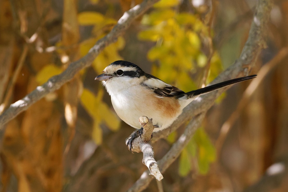 Antzandobi nubiarra - ML646636274