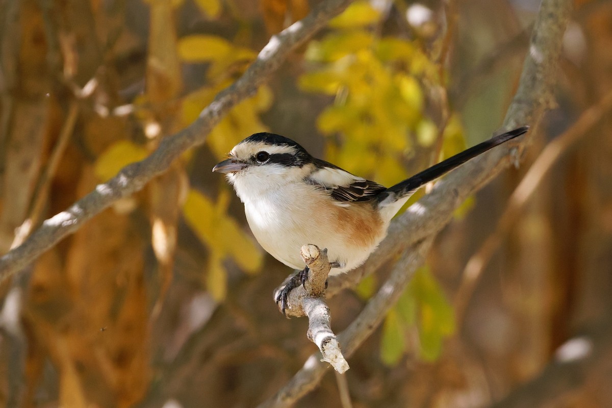 Antzandobi nubiarra - ML646636275