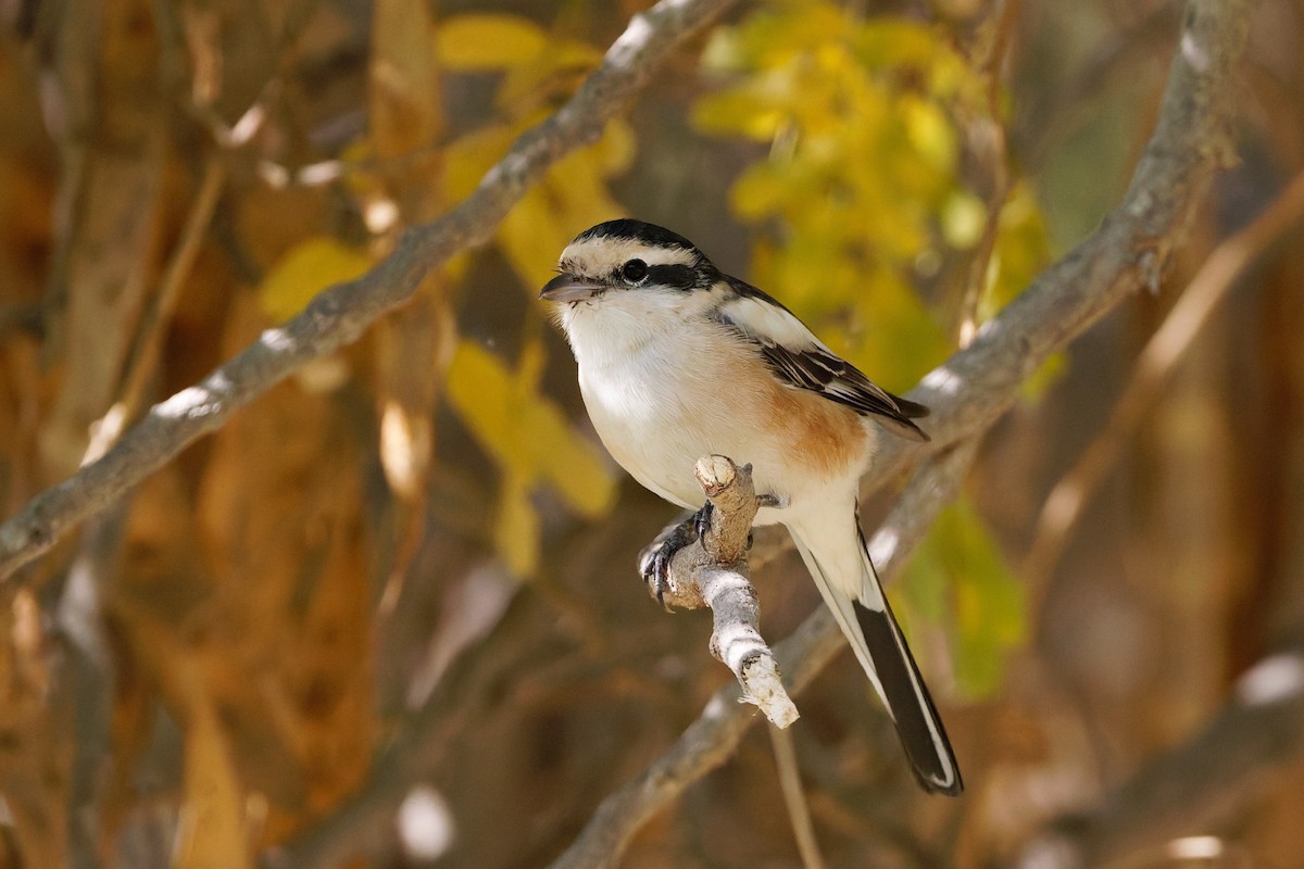 Antzandobi nubiarra - ML646636276