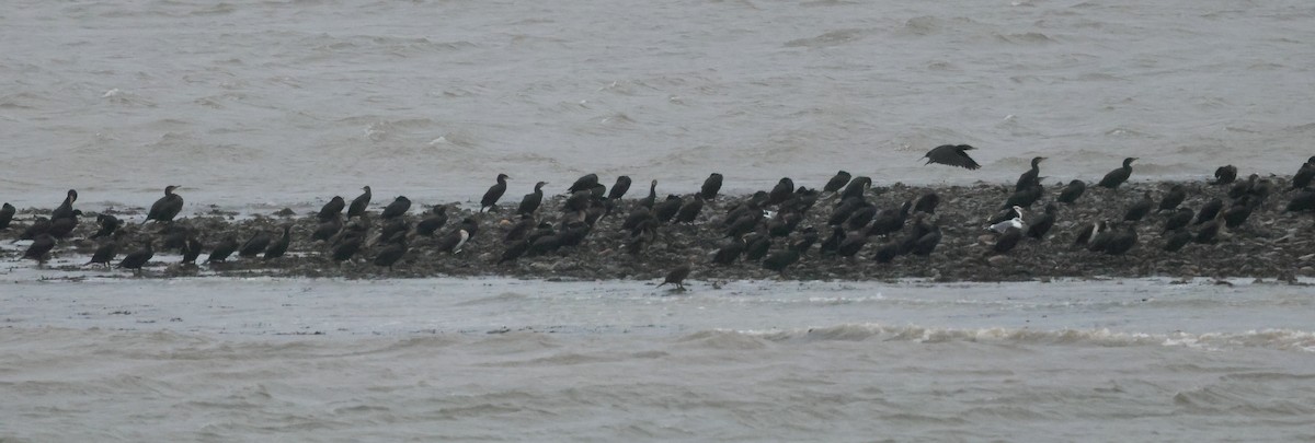 Cormorán Grande - ML646636278