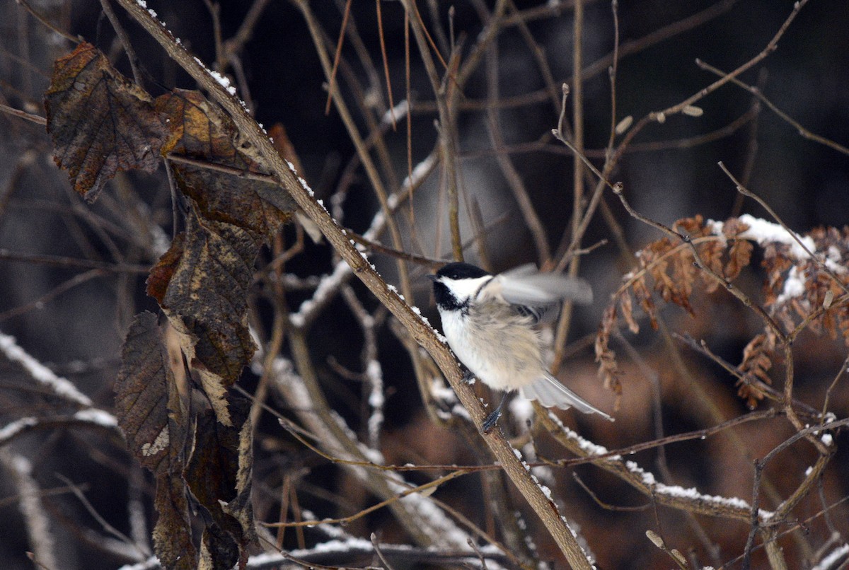 Black-capped Chickadee - ML646636279