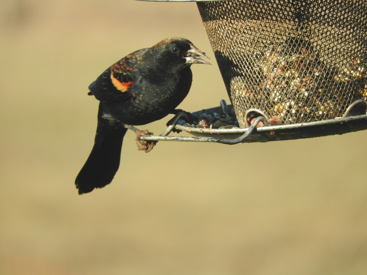 Red-winged Blackbird - ML646636280