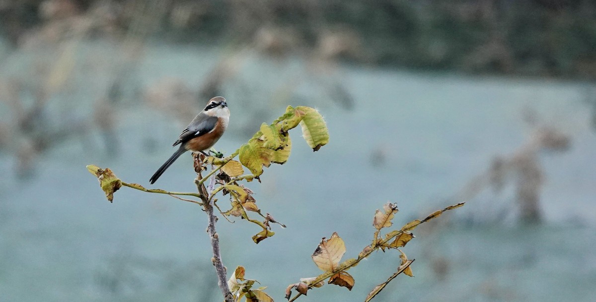 Bull-headed Shrike - ML646636281