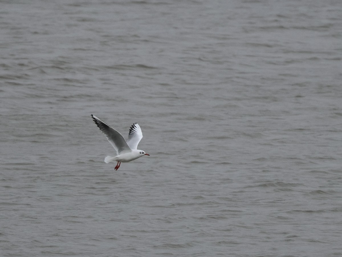Gaviota Reidora - ML646636282
