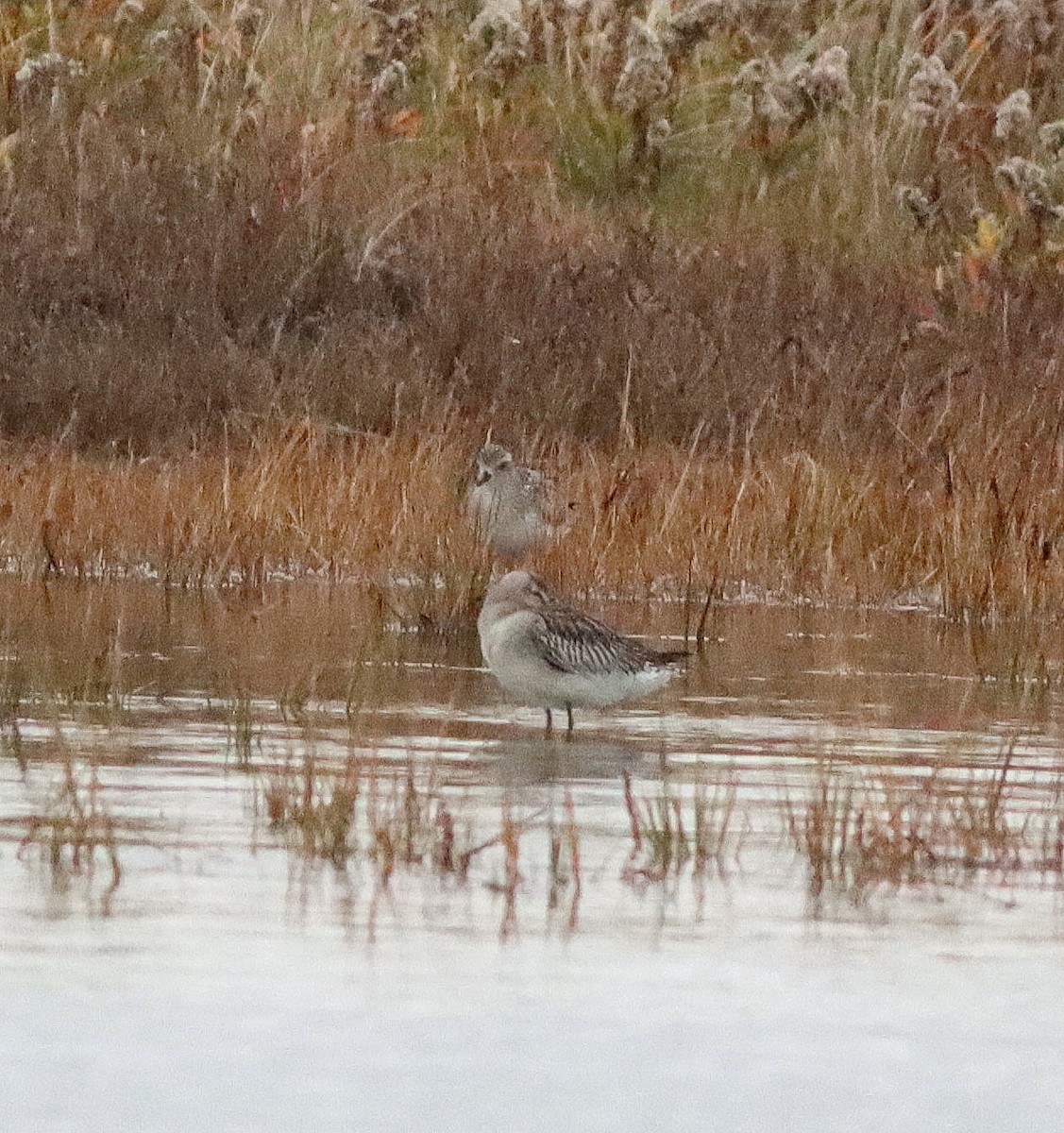 Bar-tailed Godwit - ML646636284