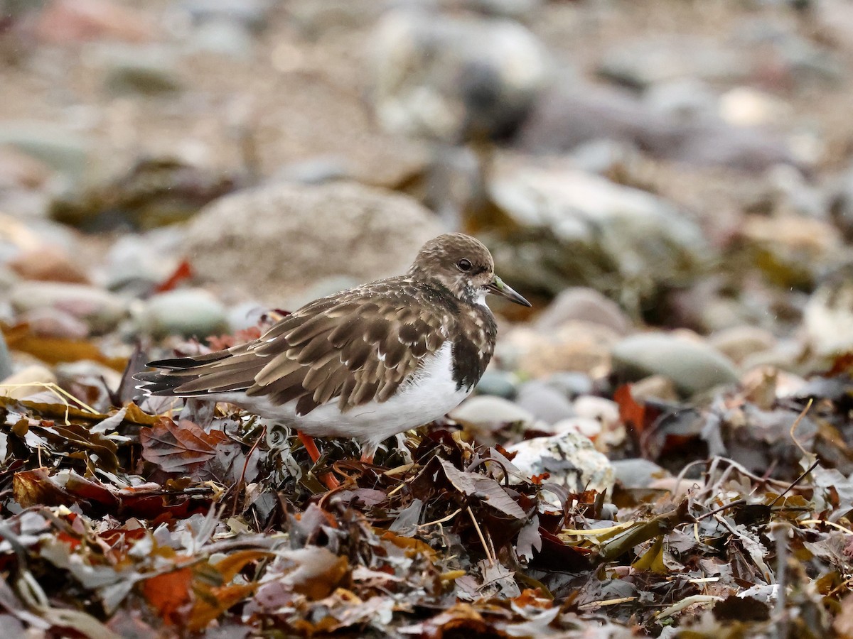 Vuelvepiedras Común - ML646636285