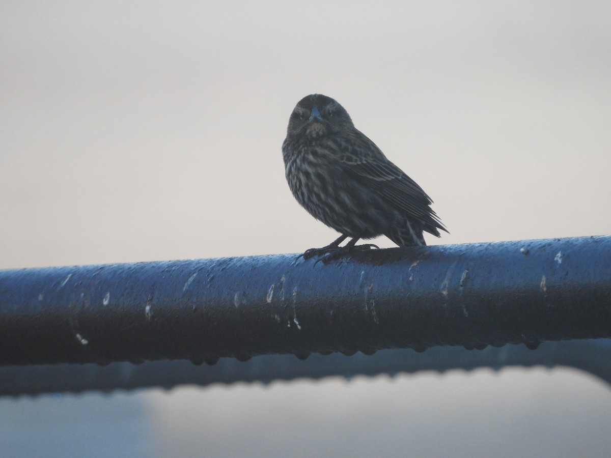 Red-winged Blackbird - ML646636287
