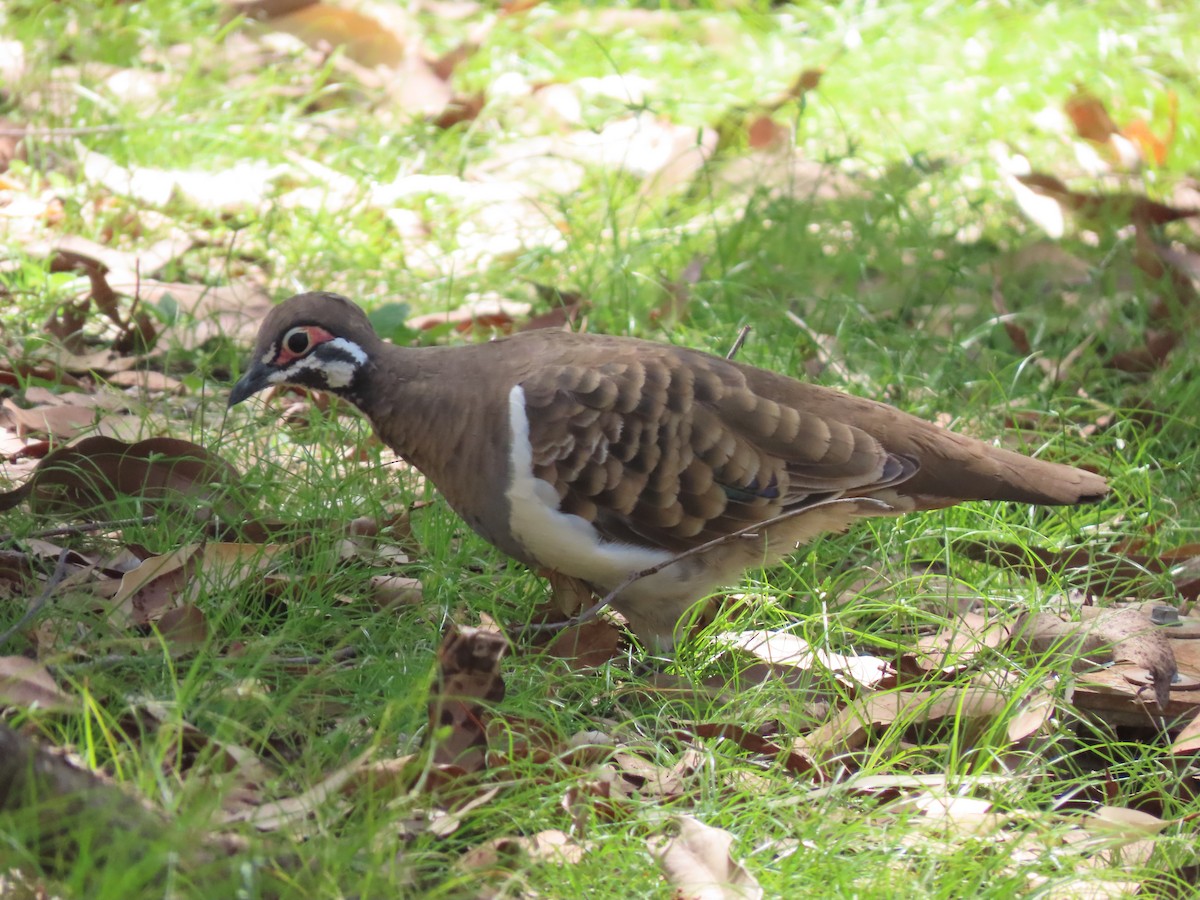 Голуб білобокий - ML646636289