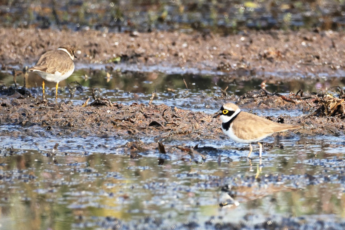 コチドリ - ML646636298