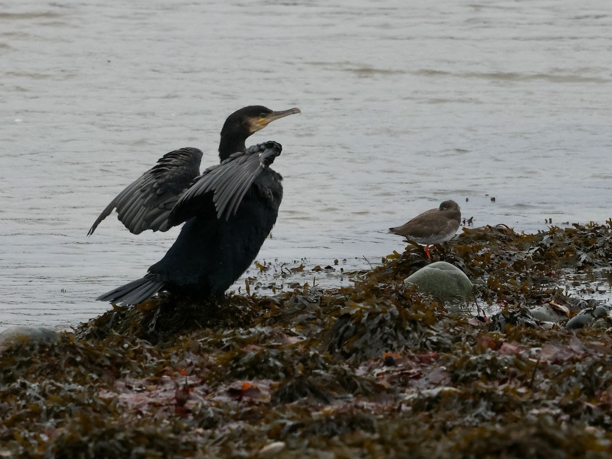 Cormorán Grande - ML646636300