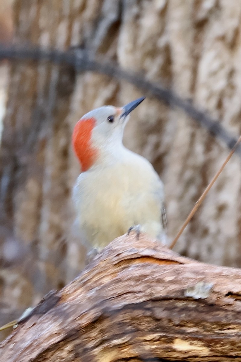 Red-bellied Woodpecker - ML646636302