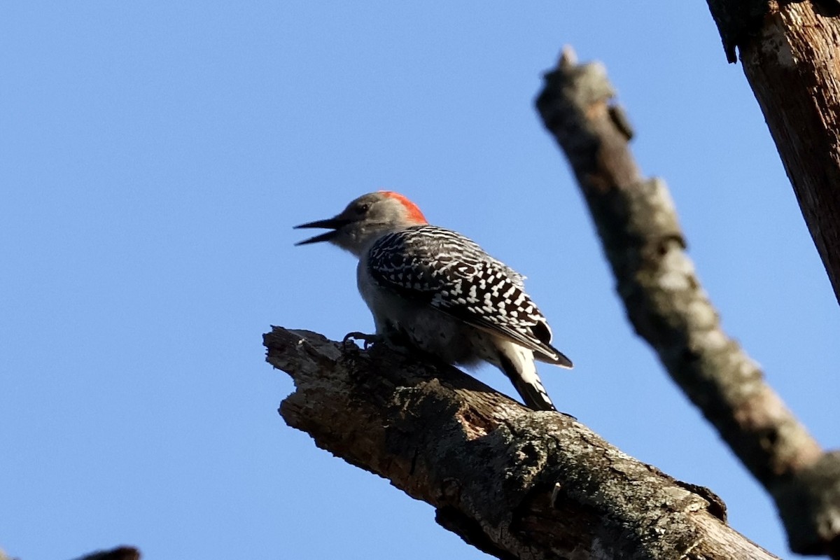 Red-bellied Woodpecker - ML646636304
