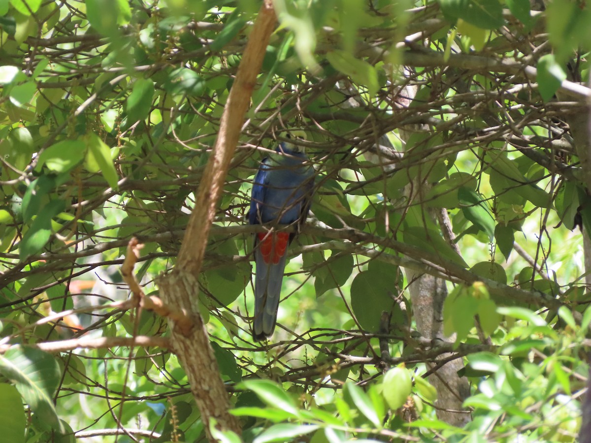 Solgun Rozella - ML646636305