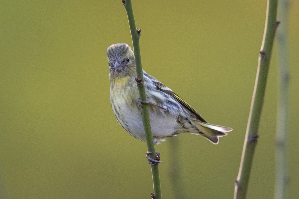 Eurasian Siskin - ML646636306