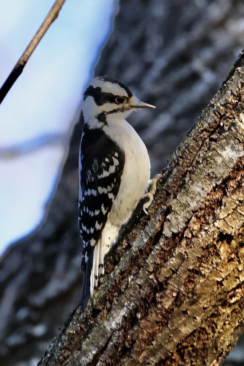 Downy Woodpecker - ML646636310