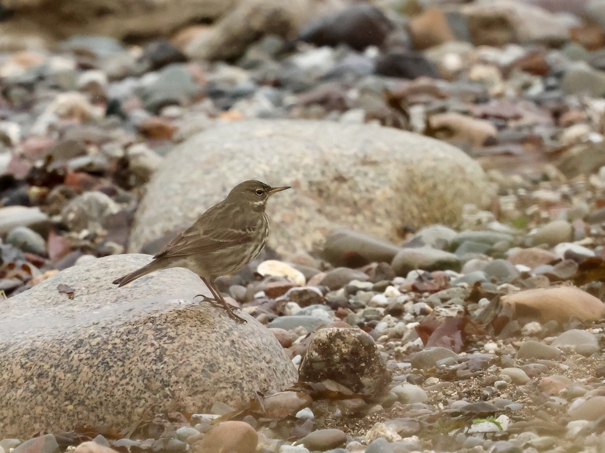 Bisbita Costero - ML646636311