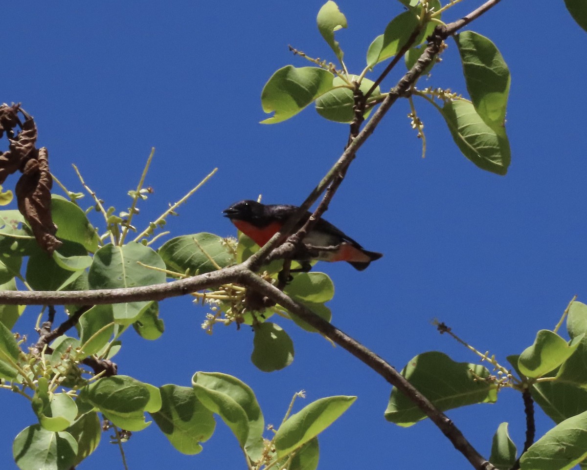 Квіткоїд австралійський - ML646636313