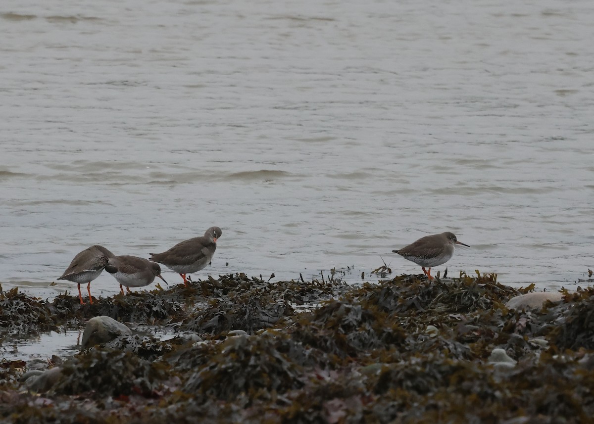 Archibebe Común - ML646636314