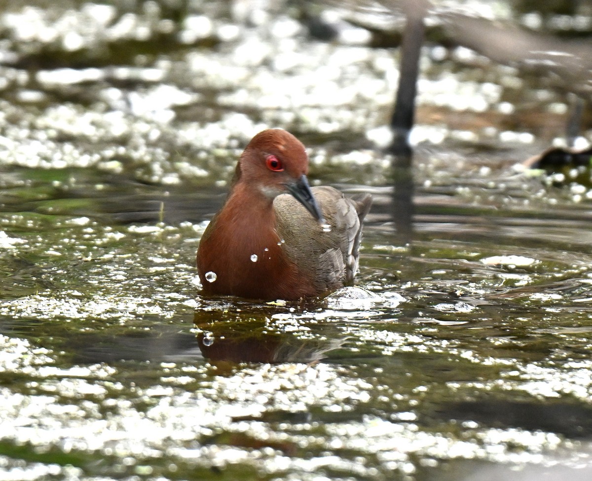 Ruddy-breasted Crake - ML646636319