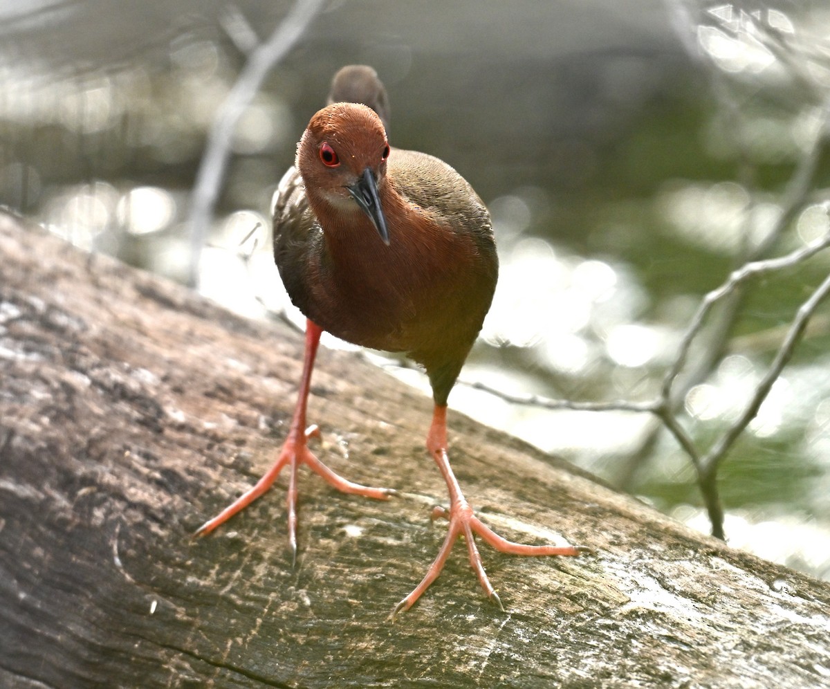 Ruddy-breasted Crake - ML646636320