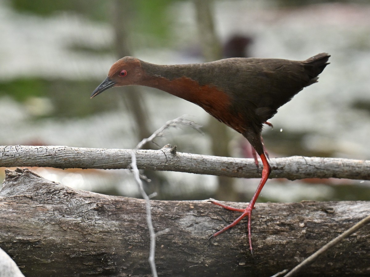 Ruddy-breasted Crake - ML646636321