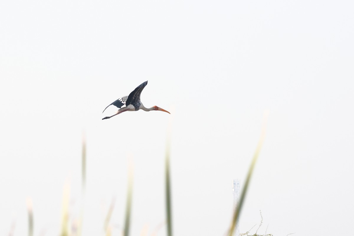 インドトキコウ - ML646636323