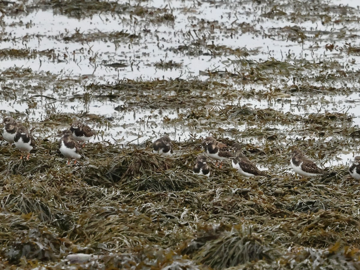 Vuelvepiedras Común - ML646636324