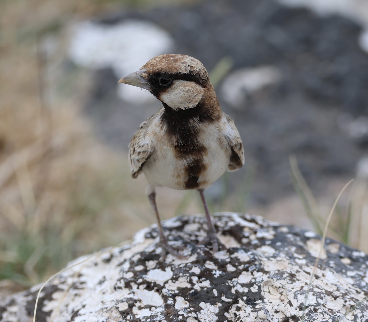 Fischer's Sparrow-Lark - ML646636333