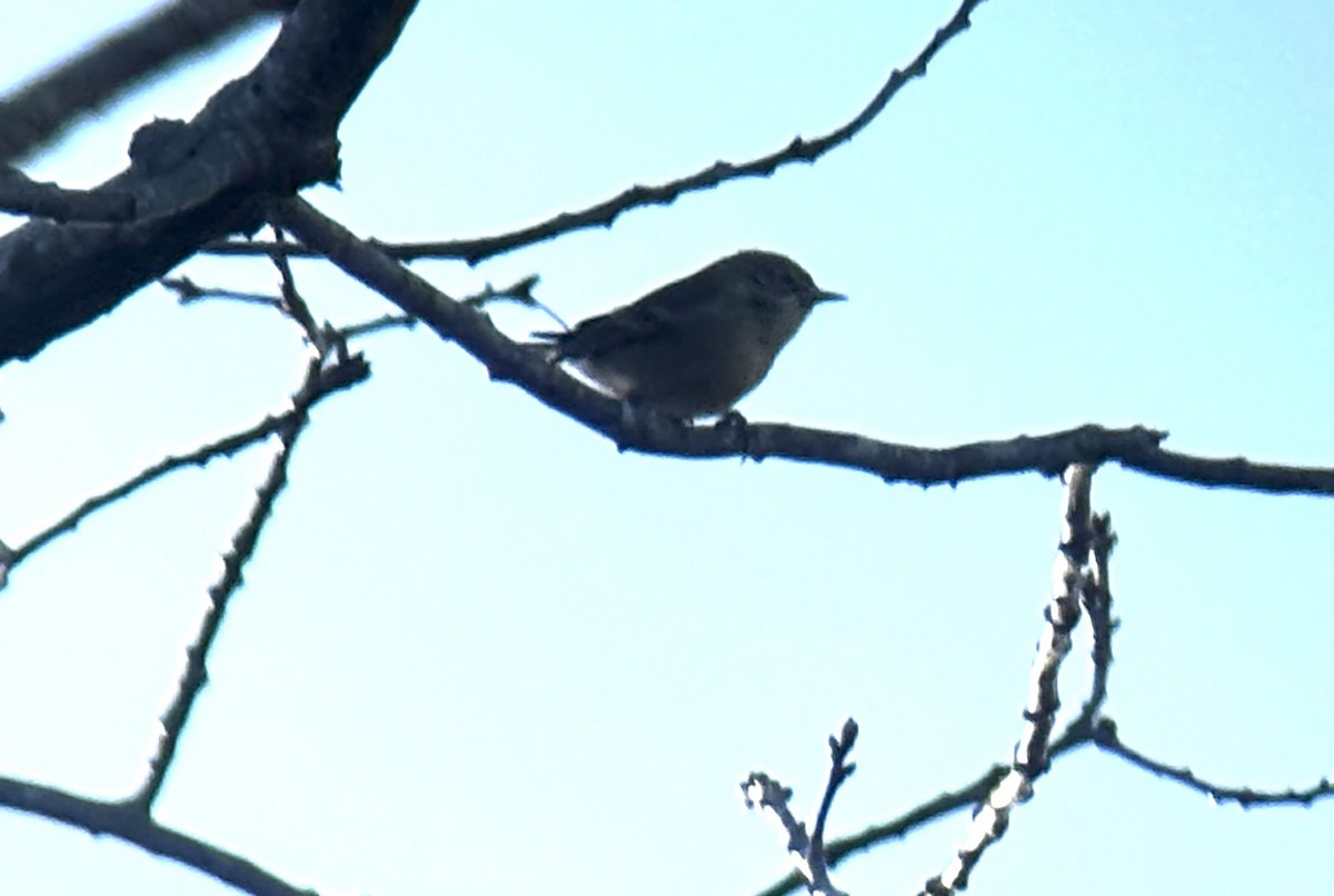 Pine Warbler - ML646636339