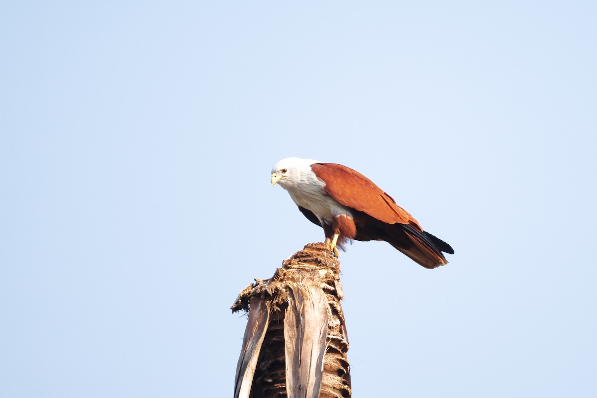 シロガシラトビ - ML646636340