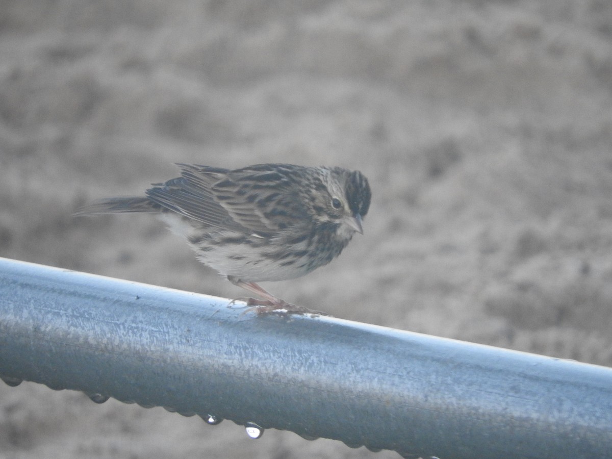 Savannah Sparrow - ML646636347