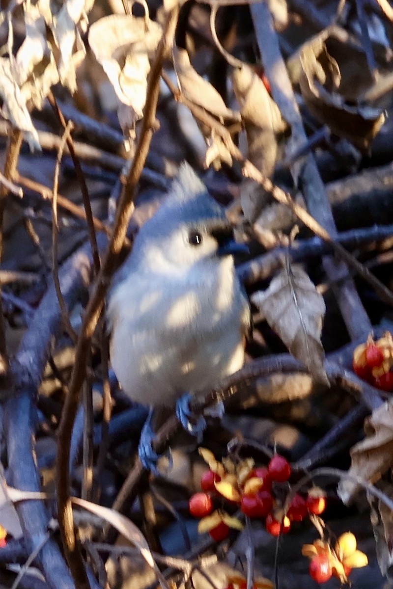 Tufted Titmouse - ML646636348