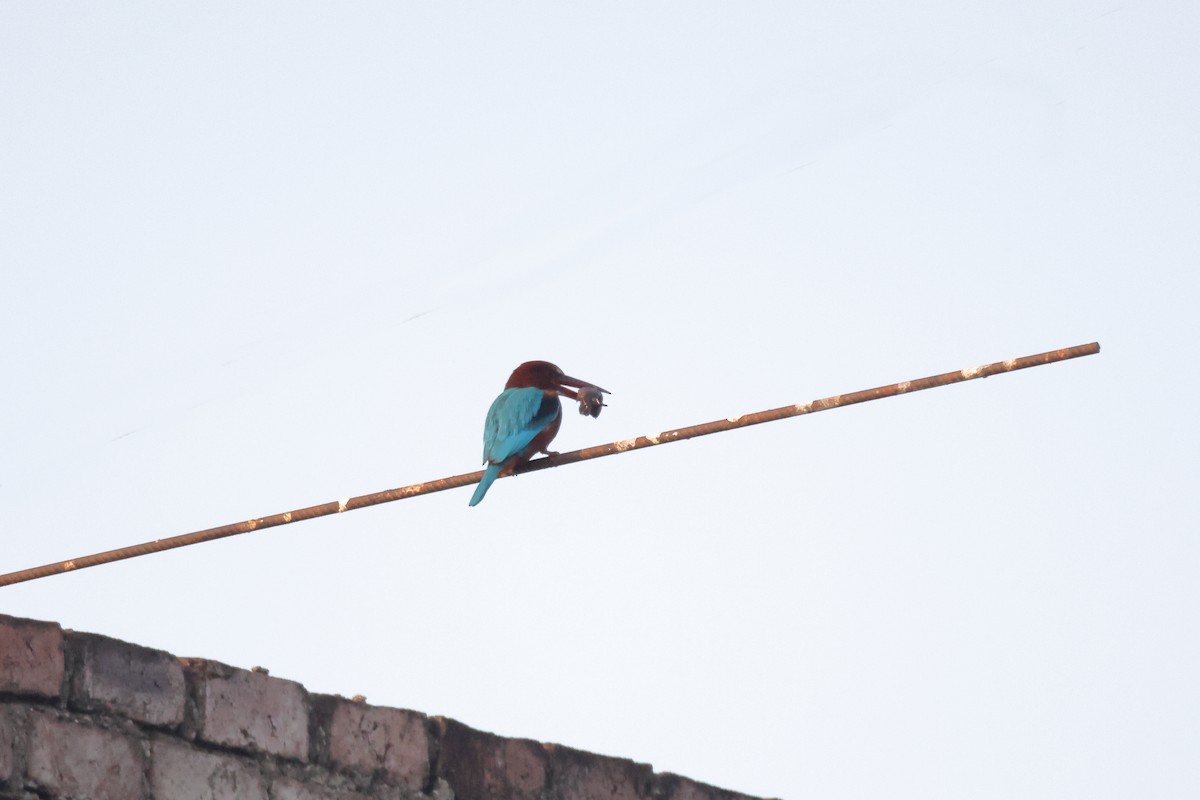 アオショウビン - ML646636349