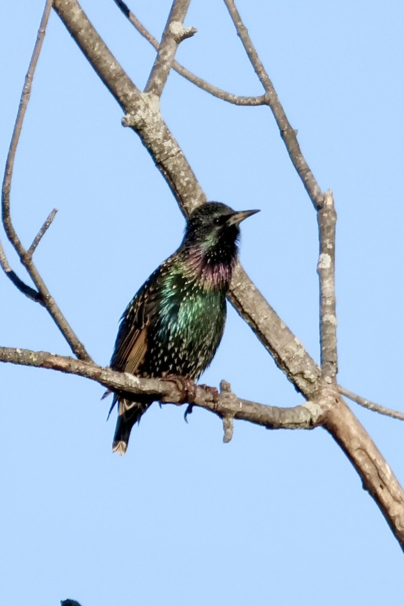 Storno - ML646636351