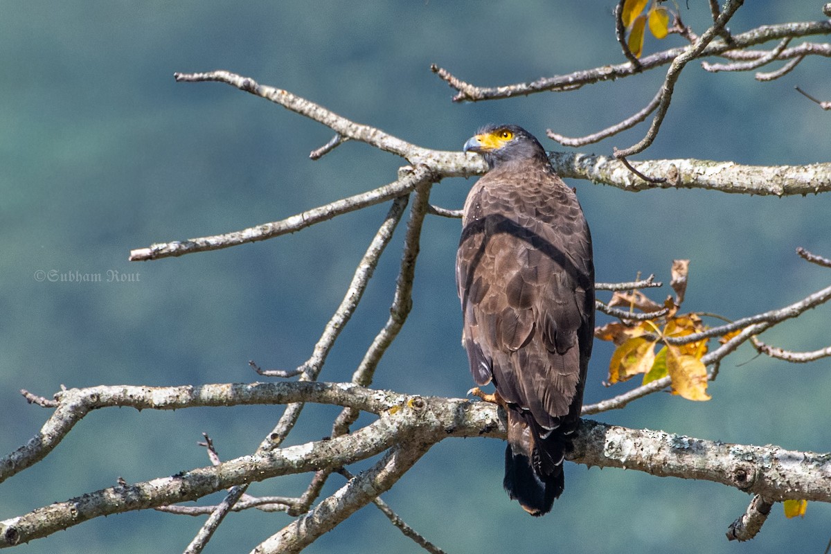 Crested Serpent-Eagle - ML646636352