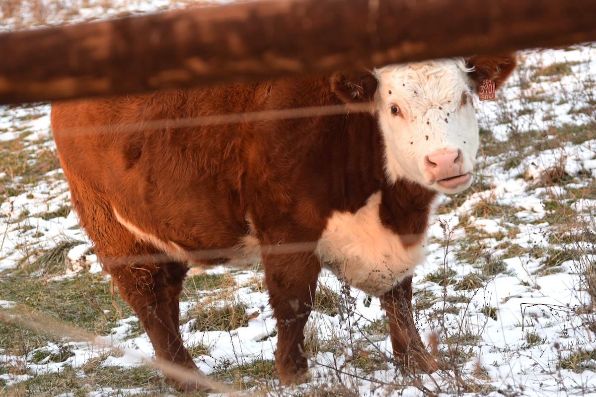 Animali - ML646636353