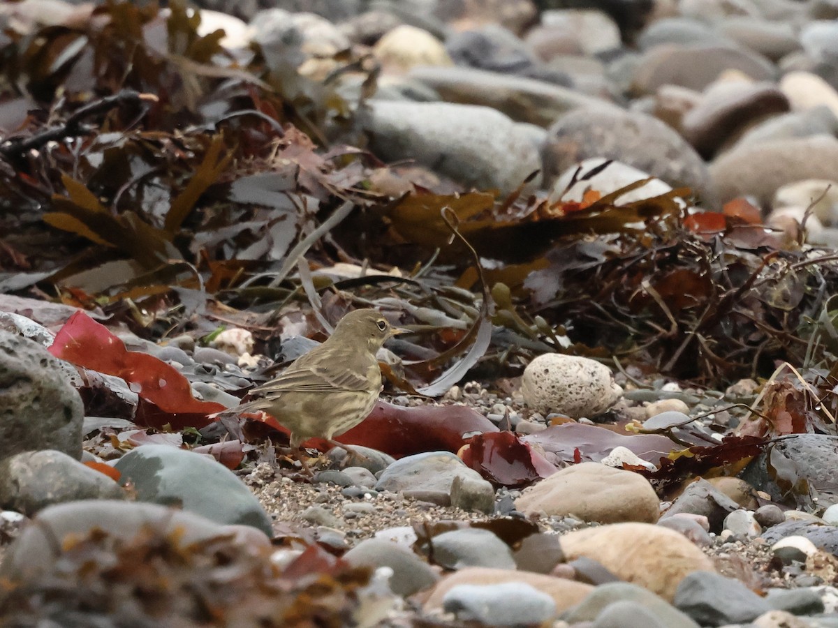 Bisbita Costero - ML646636354