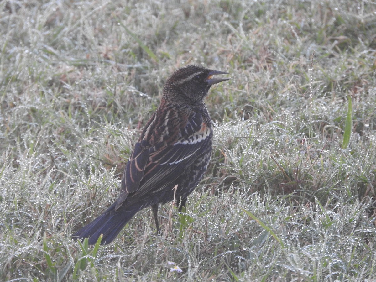 Red-winged Blackbird - ML646636355