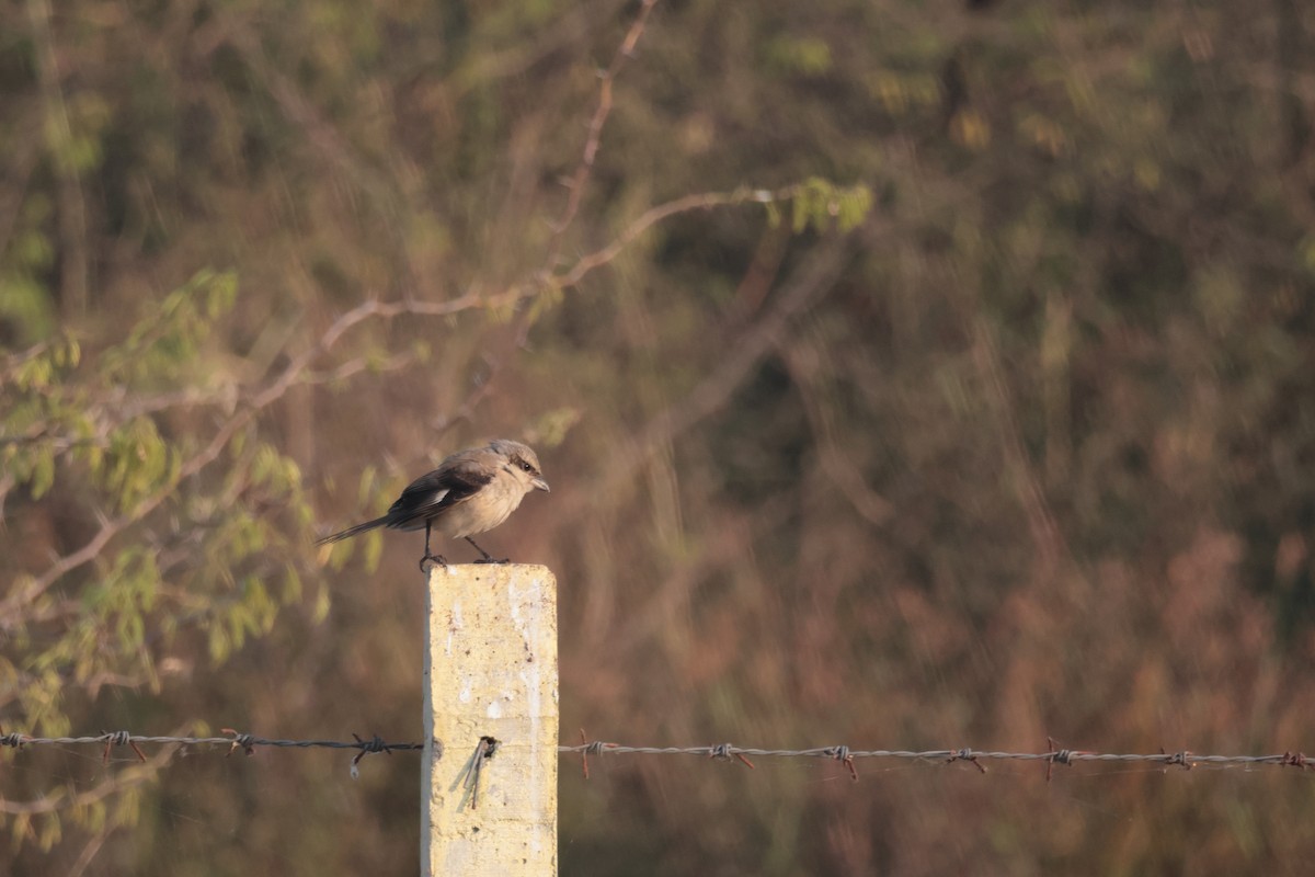 ヨーロッパオオモズ - ML646636361