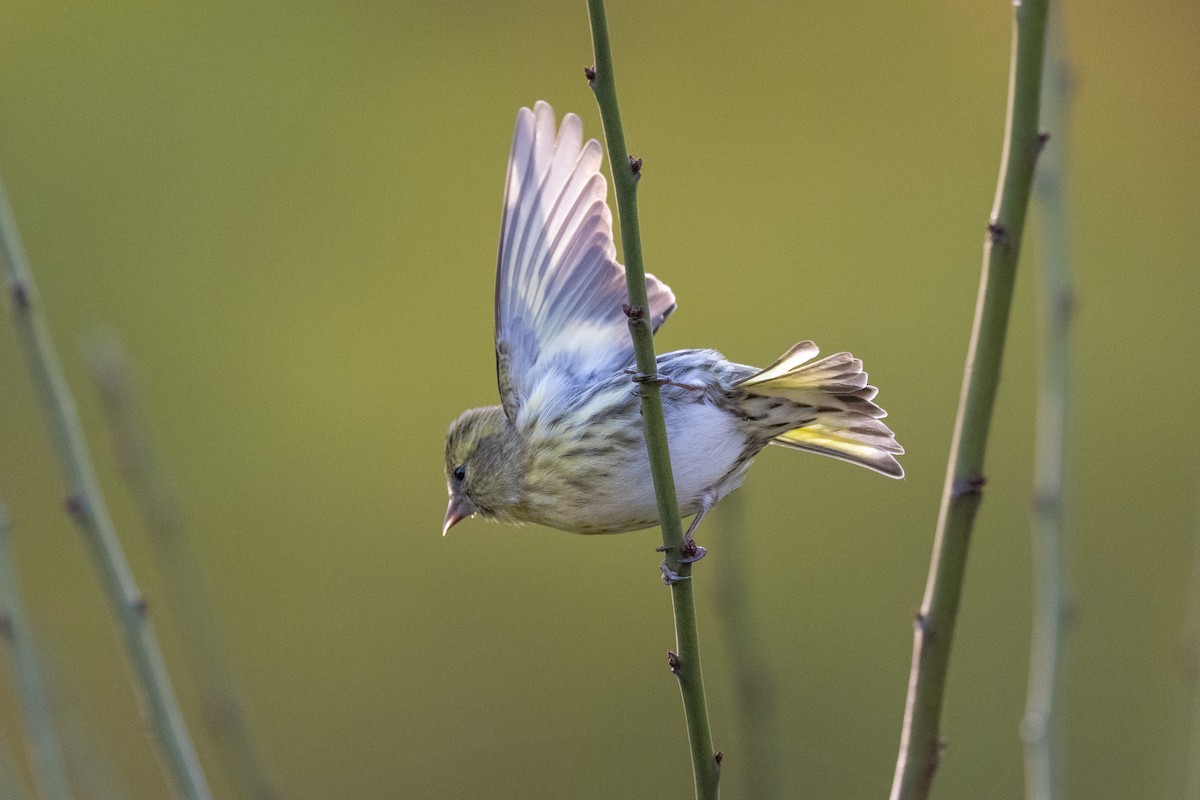 Eurasian Siskin - ML646636362